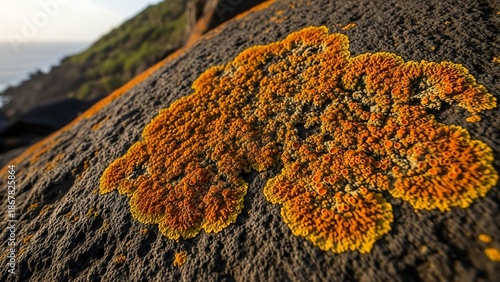 Vibrant orange lichen on tree bark.