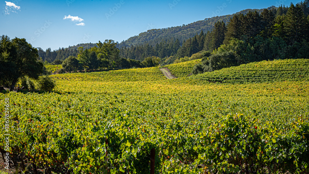 Fototapeta premium Vineyard in Sonoma County California with Forest in Background
