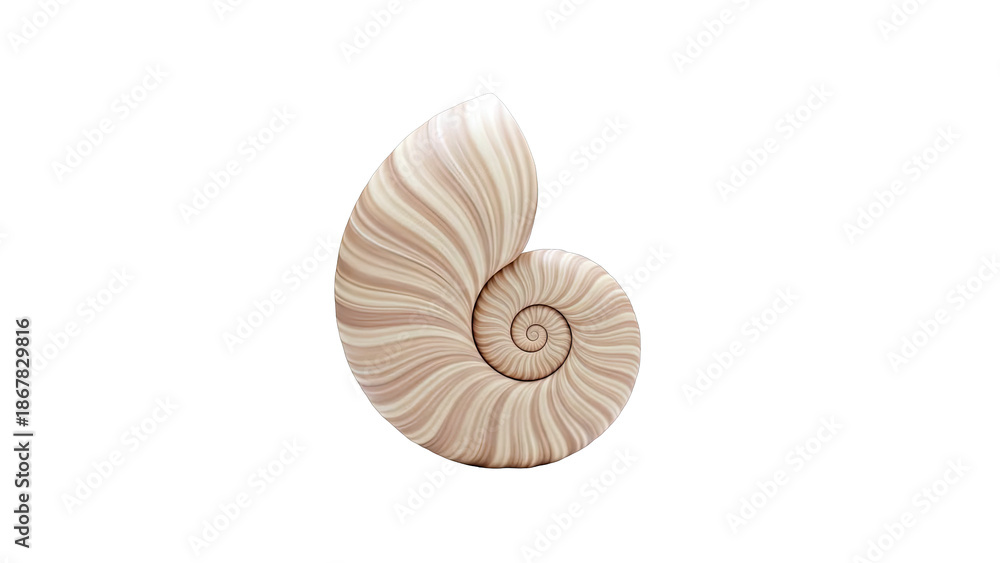Obraz premium Nautilus Shell Spiral Pattern