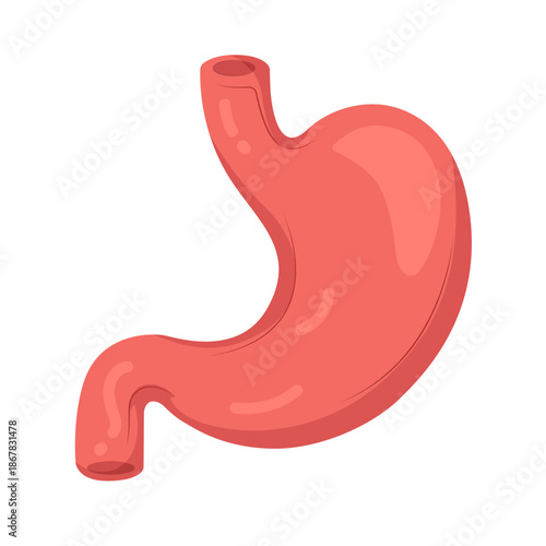 Human Stomach Anatomy Illustration Digestive System Medical Health Concept