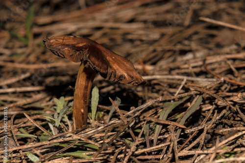 Una seta tóxica en el pasto del pinar