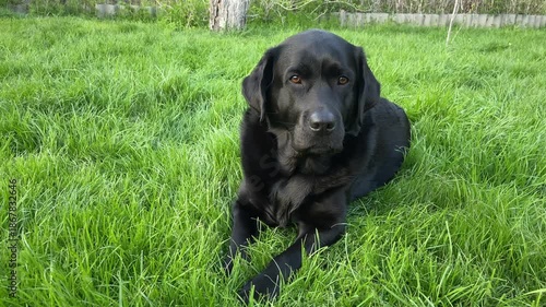 Black Labrador Retriever dog lying on a green lawn.