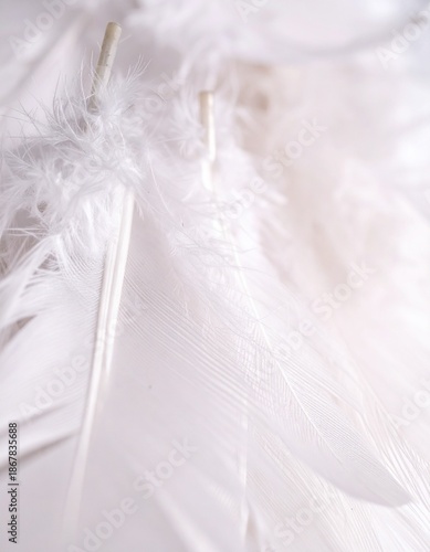 Macro close-up of soft feathers with delicate texture and airy feel