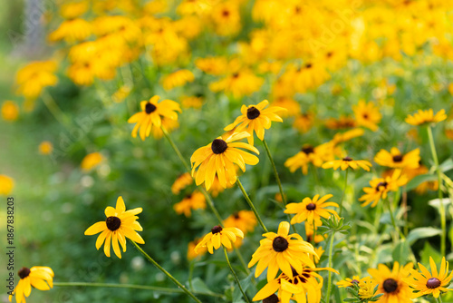 Photos Field of blooming yellow rudbeckia flowers in a green garden during summer