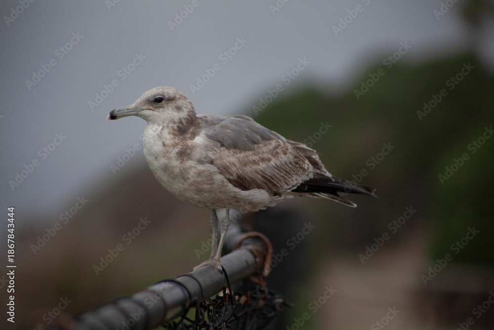 Fototapeta premium Seabird Resting Against Dramatic Moody Clouds