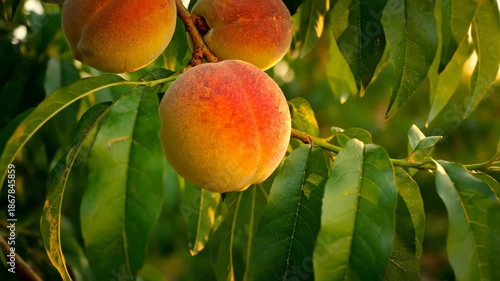 Ripened Peach on Tree Branch in Warm Sunset Light