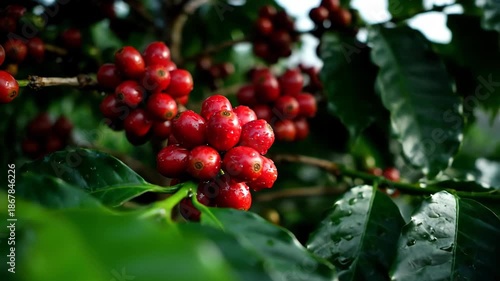 Fresh Red Coffee Cherries with Raindrops on Lush Green Leaves