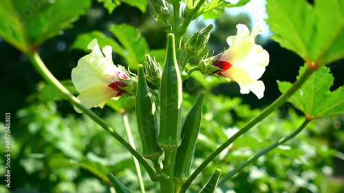 Fresh Okra Pods Growing with Beautiful Flowers in Bright Natural Light