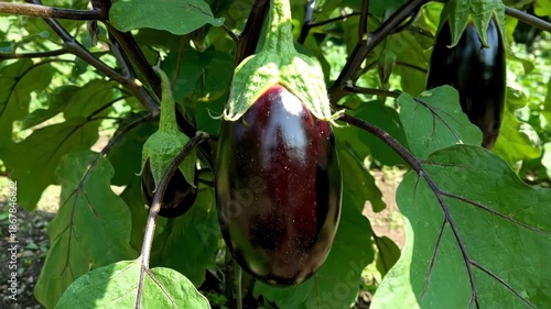 Fresh Eggplant Growing on Plant in Sunny Vegetable Garden