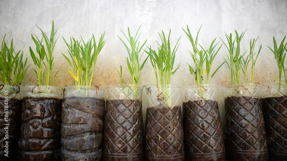 Obraz premium Young Water spinach plants growing in recycled plastic bottles