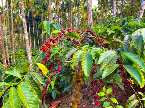 closeup of Coffee plant, Coffee beans on tree with Fresh red and green coffee beans on trees branch
