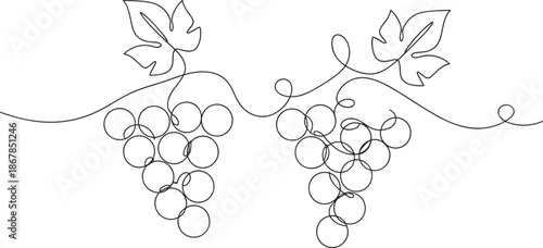 Elegant continuous line art drawing of grape bunches on vine for winery branding wine label and restaurant menu