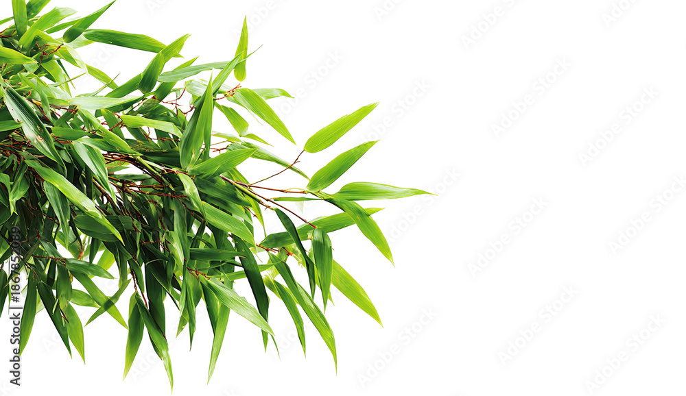 Fototapeta premium Green leafy branch over black backdrop, airy, organic, with bright lighting