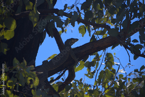 Schilderij op canvas goanna in a tree, Australian fauna
