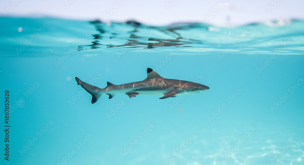 Obraz premium Blacktip reef shark swims calmly in brilliantly clear blue water under bright tropical sunlight. AI Generated