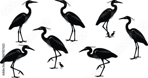 Heron Bird Silhouette Collection Showing Elegant Wading Birds in Different Standing and Walking Poses with Adult and Chick Wildlife Illustration