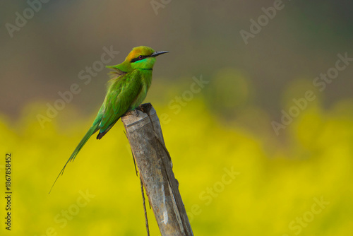 bee eater perched on a branch