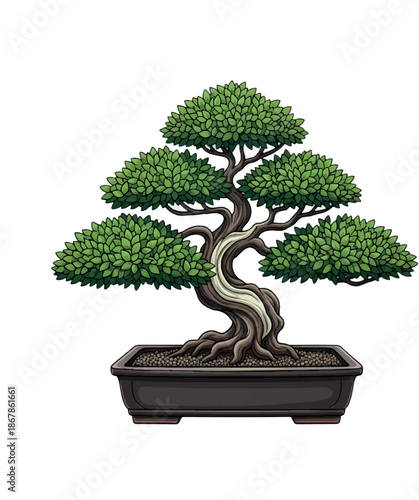 bonsai tree in black pot.