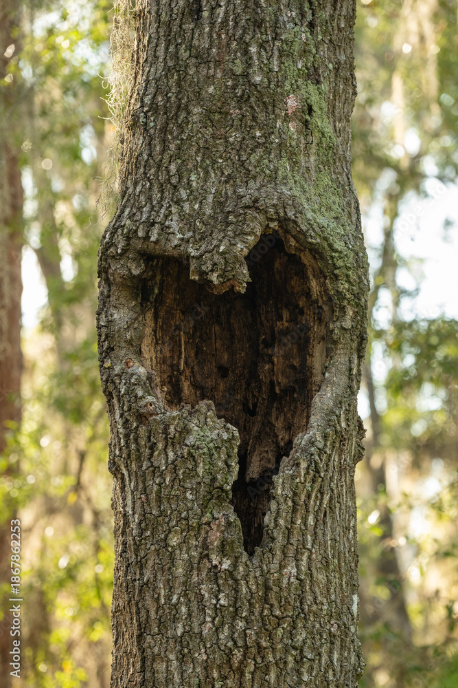 Fototapeta premium old tree trunk with heart