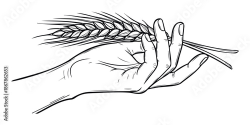 A human hand gently holding a single ripened wheat ear with grains, symbolizing agricultural growth and natural food production for organic farming concepts or bakery product packaging.