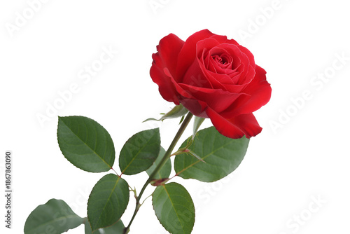 Single red rose with green leaves isolated on transparent background