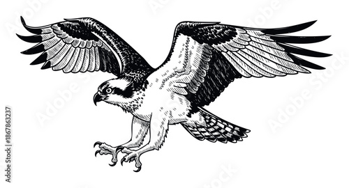 Powerful osprey bird of prey in midflight with talons extended, rendered in a striking black and white line art style, suitable for educational materials, wildlife conservation campaigns,