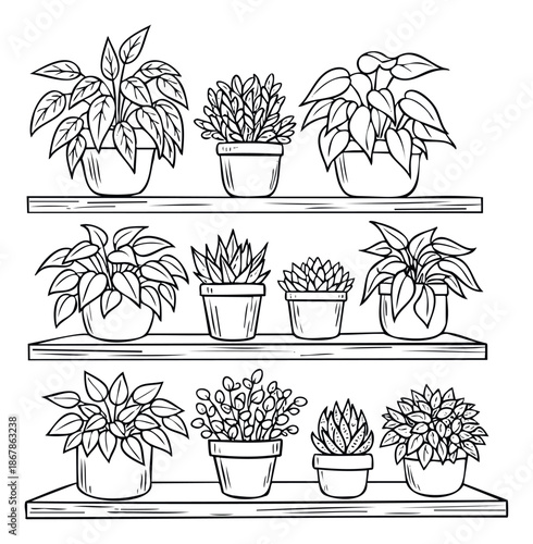 Outline drawing of diverse indoor plants in pots displayed on three wooden shelves, suitable for home decor themes, coloring activities, or graphic design assets.