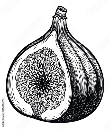 Detailed black and white botanical drawing of a fresh fig cut in half, showcasing its intricate internal structure and seeds, perfect for culinary and healthy eating publications