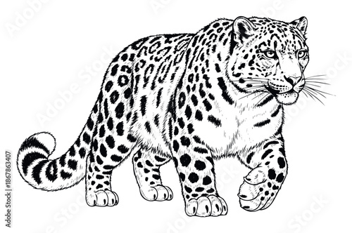 Graceful snow leopard walking with distinctive fur spots captured in black and white style suitable for educational materials wildlife conservation projects and naturethemed publications