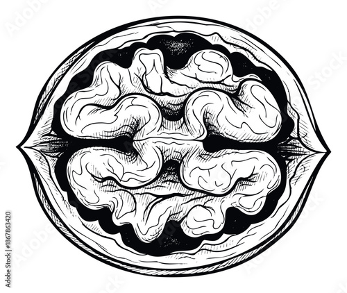 Stylized black and white illustration of a cracked walnut revealing its brainlike kernel perfect for conveying themes of intelligence health nutrition or organic food concepts