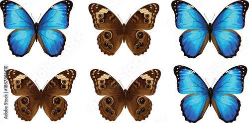 Butterfly species illustration set with blue and brown wing patterns for nature, entomology, biodiversity, and educational themes