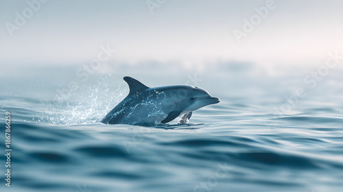 dolphin in the sea