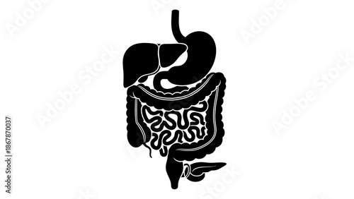 Black and white silhouette illustration of human digestive system showing the esophagus stomach liver small intestine and large intestine on white background