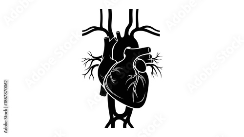 Black and White Anatomical Human Heart Vector Illustration Silhouette Isolated on White Background for Medical Science Cardiology Healthcare Education Graphics