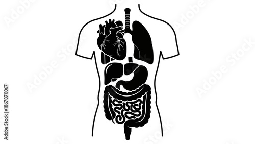 Minimalist Black and White Vector Illustration of Human Internal Organs Including Heart Lungs Stomach Liver and Intestines within a Torso Silhouette Anatomy