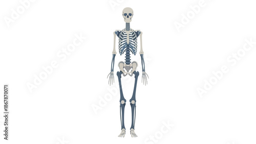 Flat vector illustration of a human skeleton on a white background, showing the skull, rib cage, pelvis, and limbs in a clean, professional medical diagram style.