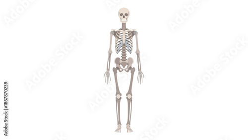 Human Skeleton Vector Illustration for Medical Education and Science Studies Featuring a Full Body Frontal View of the Bone Structure on White Background