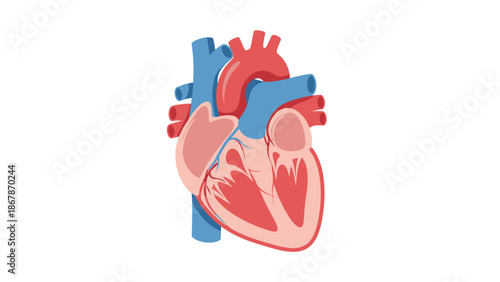 Medical Illustration of a Human Heart Anatomy Cross Section Showing Internal Chambers and Blood Vessels Isolated on White Background for Educational Science Use.