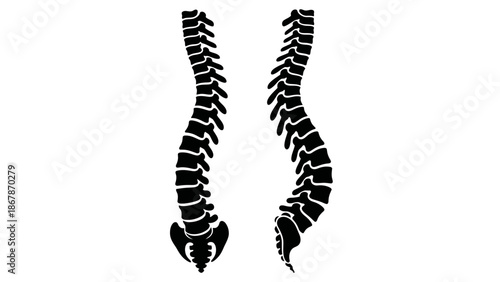 Human Spine Silhouette Illustration Set Featuring Front and Side Profiles of the Vertebral Column and Pelvis for Medical Chiropractic and Healthcare Graphics.