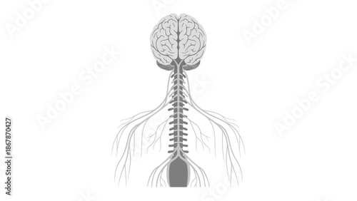 Vector Illustration of the Human Central Nervous System Showing Brain and Spinal Cord with Branching Nerves on a White Background for Medical Science Education.