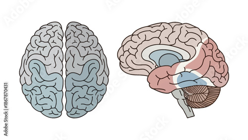 Human Brain Anatomy Illustration Showing Superior View and Lateral Cross Section with Color Coded Functional Areas Isolated on White Background for Science.