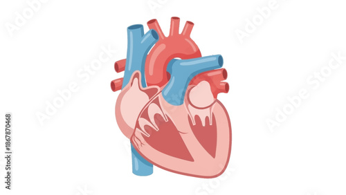 Detailed Vector Illustration of the Human Heart Showing Internal Anatomy with Atria Ventricles and Major Blood Vessels on White Background for Medical Study.