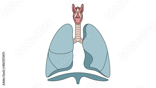 Detailed Vector Illustration of the Human Respiratory System featuring Lungs, Trachea, Larynx and Diaphragm on a White Background for Medical Science Education.