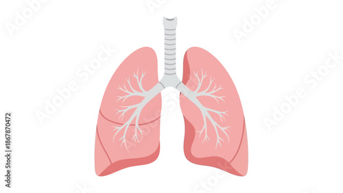 Human lungs vector illustration showing trachea and bronchi on a white background for medical and educational use in respiratory health, science, and biology.