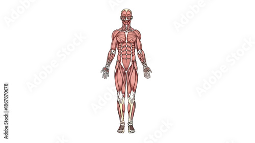Detailed Anatomical Illustration of the Human Muscular System Anterior View Showing Major Muscle Groups for Medical Education Science and Healthcare Study Use