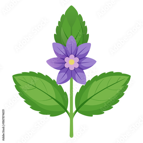 catmint flower on white