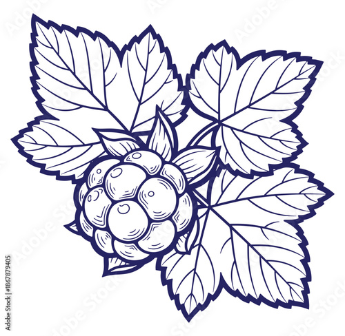 Vector illustration of a cloudberry with leaves in a clean line art style design