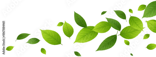 Floating green leaves background with realistic foliage and herbal tea plant illustration.