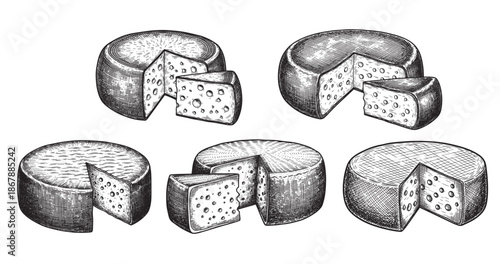 Cheese wheel engraving illustration for food packaging and label design