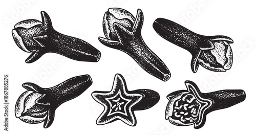 Cloves spice botanical vintage engraving isolated on white background